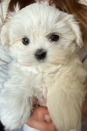 Drei weiße Märchenwesen: kleinbleibende Malteser Welpen mit koreanische Abstammung Bild 6