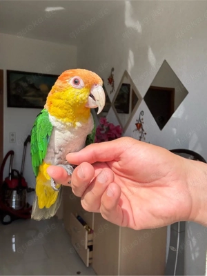 Rostkappenpapagei-Hahn sucht zahme Partnerin (Henne)