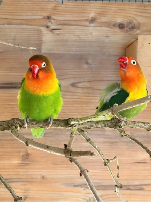 unzertrenlichen paar 