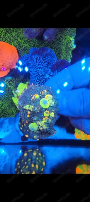  OG Bounce Mushroom   seltene Premium-Koralle