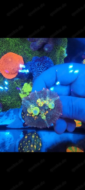  OG Bounce Mushroom   seltene Premium-Koralle