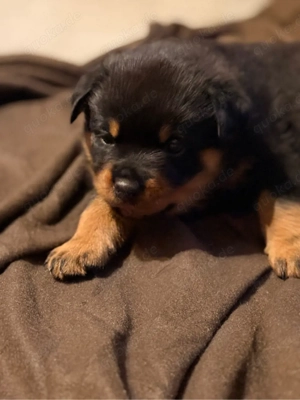 reinrassige Rottweiler Welpen   Bild 4