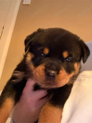 reinrassige Rottweiler Welpen   Bild 3