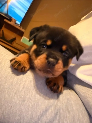 reinrassige Rottweiler Welpen   Bild 7