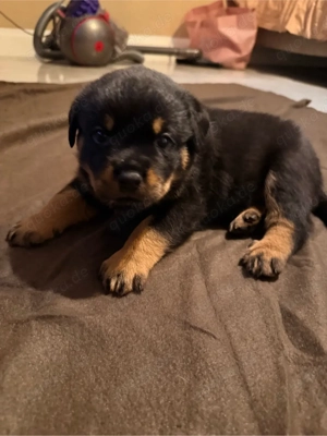reinrassige Rottweiler Welpen   Bild 5
