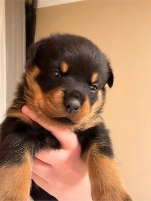 reinrassige Rottweiler Welpen   Bild 2