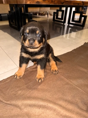 reinrassige Rottweiler Welpen   Bild 6