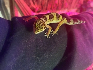 Leopardgecko weibchen 
