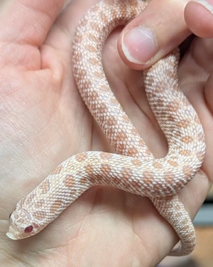 Superarctic Albino het Snow, Superarctic Albino Conda - Heterodon nasicus Hakennasennatter