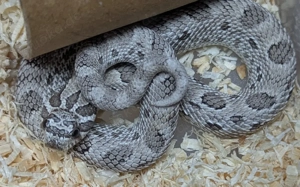 Arctic Snow, Superarctic Snow, Arctic Axanthic Conda het Albino - Heterodon nasicus Hakennasennatter