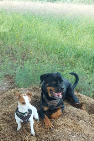 Reinrassige Jack Russel Welpen zu verkaufen 