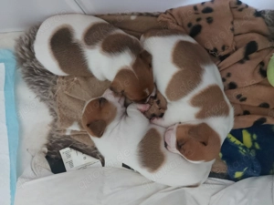 Reinrassige Jack Russel Welpen zu verkaufen 