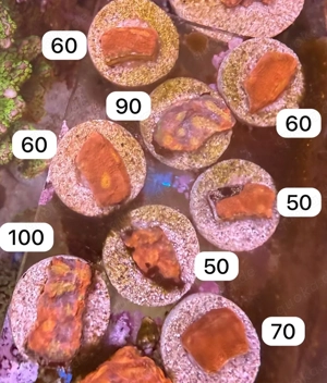 chalice bugatti koralle ableger meerwasser 