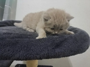 Süßer BKH Kater in Lilac sucht neues Zuhause