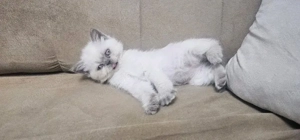 katzen suche eine neue Zuhause 