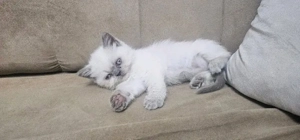 katzen suche eine neue Zuhause 