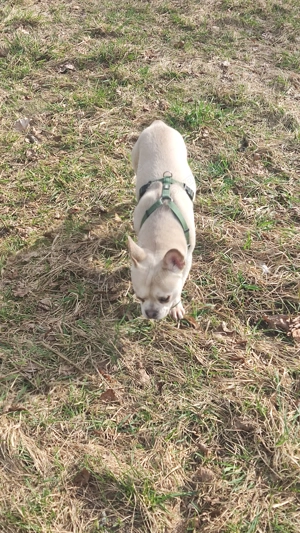 Altanativ Französische Bulldogge Husky 1 Jahr alt 