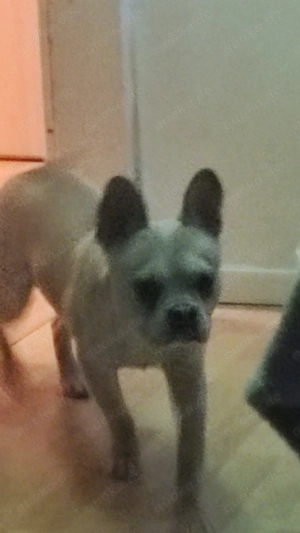 Altanativ Französische Bulldogge Husky Rüde in fawn