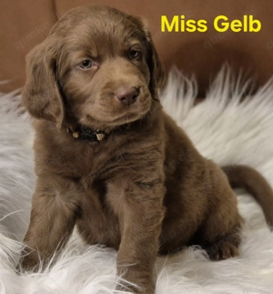 9 bezaubernde Labrador Welpen suchen ein liebevolles Zuhause