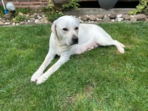 Wurfankündigung reinrassiger wunderschöner weißer Labrador Welpen ca. Mitte April 2026