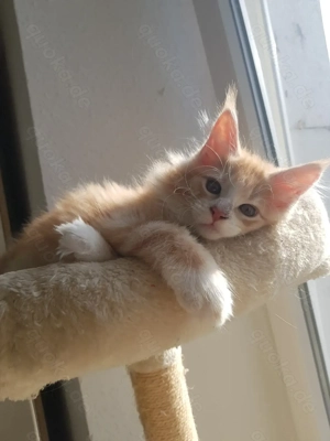 Maine coon Kater kitten  