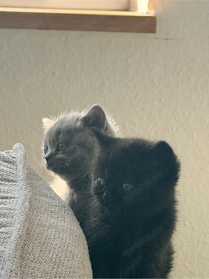 Wunderschönes BKH Kitten   Abgabe ab 18. Mär