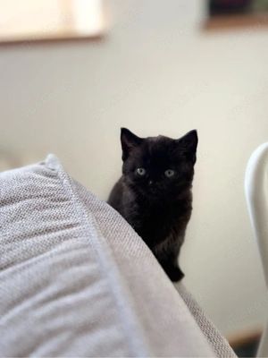 Wunderschönes BKH Kitten   Abgabe ab 18. Mär