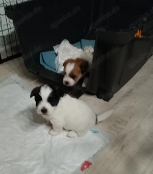 Westhighland Biewer Yorkshire Welpen