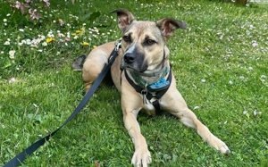 Xenia - fröhliche, liebe Hündin