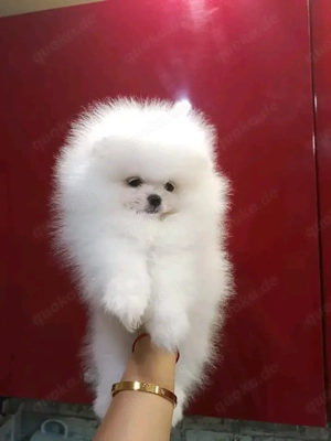 Pomeranian-Welpen