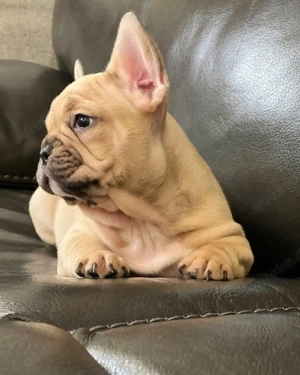 Französische Bulldoggenwelpen 