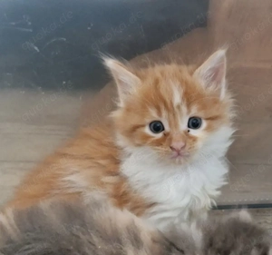 Maine Coon Kitten