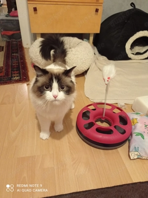 Ragdoll mit Stammbaum 