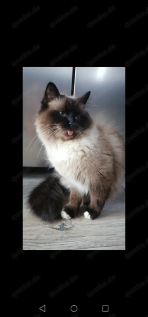 Heilige Birma Deckkater