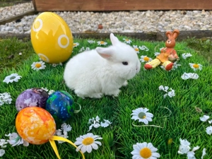 Junge Minilops und Löwenkopfhäschen Zwergkaninchen abzugeben