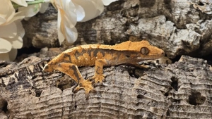 Kronengecko 0.0.1 Correlophus ciliatus