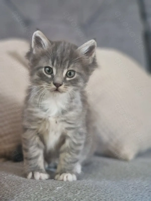 Maincoon kitten 