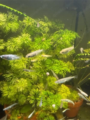 Die letzten 20 Medaka NZ vom Spätsommer 2025