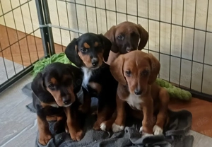 Wunderschöne Welpen , Hund