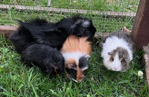 Meerschweinchen Böcke, Jungtiere