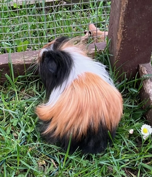 Meerschweinchen Böcke, Jungtiere