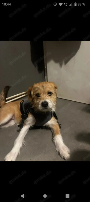 Kleine Welpen 5 Monate 