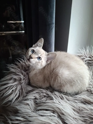 Wunderschönes Tabby Siammädchen 6 Monate, kastriert 