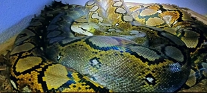 Netzpython (0,1 4,50m+)