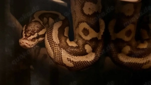 Königspython 0.1   Morph YB Gravel   Schlupfjahr 2017 abzugeben