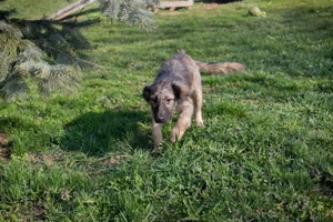 Welpe *NIKI* Die Süße wird momentan auf ein Leben in einer Menschenfamilie vorbereitet Bild 5