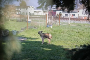 Welpe *NIKI* Die Süße wird momentan auf ein Leben in einer Menschenfamilie vorbereitet Bild 4