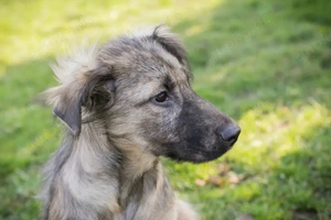 Welpe *NIKI* Die Süße wird momentan auf ein Leben in einer Menschenfamilie vorbereitet Bild 8