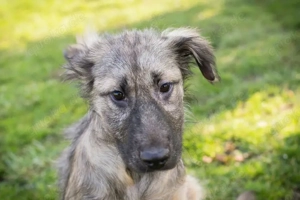 Welpe *NIKI* Die Süße wird momentan auf ein Leben in einer Menschenfamilie vorbereitet Bild 9