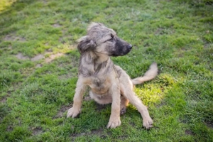 Welpe *NIKI* Die Süße wird momentan auf ein Leben in einer Menschenfamilie vorbereitet Bild 10